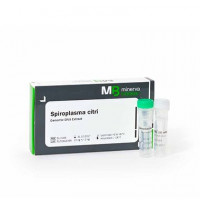 支原体基因组DNA（特异性验证）