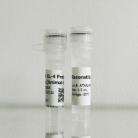 重组人膜连蛋白A5（Annexin V/ANXA5）