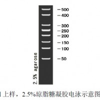 50bp DNA Ladder marker