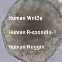 高生物活性类器官生长因子