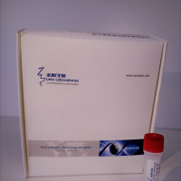 重组人Flt3-Ligand（Flt3-L）