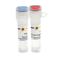 Rapid PNGase F去糖基化试剂盒(非变性法)