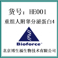 重组人附睾分泌蛋白4（HE4）