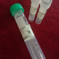 人胶原蛋白IV型