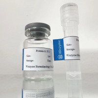 Protein A