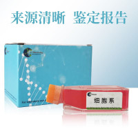 SK-MEL-2-LUC(人皮肤黑色素瘤细胞(荧光素酶标记)