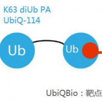 Ubiqbio代理泛素化肽K63 diUb PA货号UbiQ