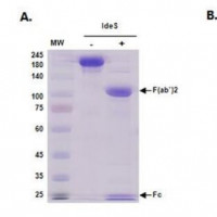 IdeS Protease