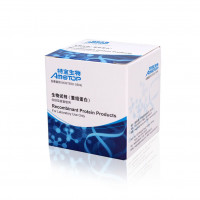 重组水蛭素(rHV2)