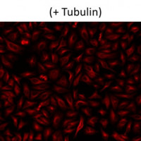 AAT Annexin V, TRITC标记