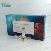 谷胱甘肽磁珠 Glutathione Magnetic Be