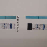 StemRD  WNT-3a,Mouse,鼠源WNT蛋白因子