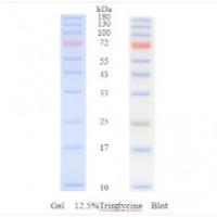 Prestained protein marker（10-1
