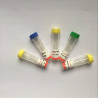 Rabbit Anti-Bax antibody