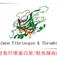 三文鱼凝血酶/鲑鱼凝血酶 Salmon Thrombin