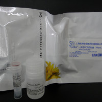 一步法PCR（Blood）