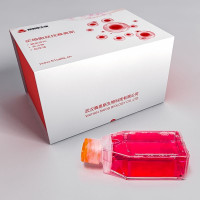 兔少突胶质细胞