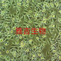 ATCC来源人小细胞肺癌细胞NCIH2286