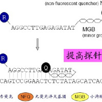 标记引物和探针合成服务（MGB探针合成）