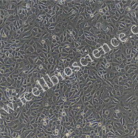 猪肾小管上皮细胞/免疫荧光鉴定/镜像绮点（Cellverse
