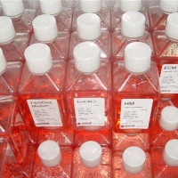 K-562 [K562]人慢性髓原白血病细胞