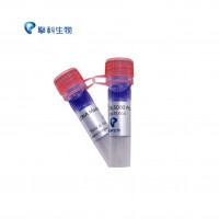 DL5000 Plus DNA Marker/独特研发技术，