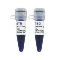 5 kb DNA Marker