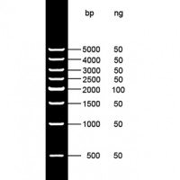 500bp DNA Ladder