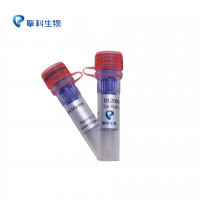 DL2000 DNA Marker/独特研发技术，不降解/核