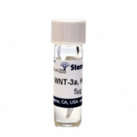 StemRDW3a-H-100 WNT-3a, human
