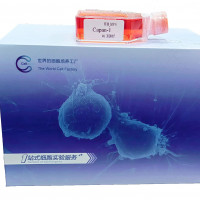 Pfeiffer | Pfeiffer细胞 | Pfeiff