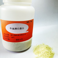 牛血清白蛋白