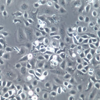 Het-1A细胞系、Het-1A细胞、Het-1A食管上皮细
