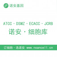 Caco-2-LUC-RFP-Puro双标记的人结肠腺癌细胞