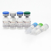 Recombinant Human IGF-1