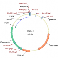 pEE6.4