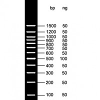 100bp DNA Ladder