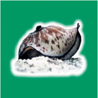 血蓝蛋白丨美国biosyn公司