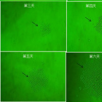 通用型禽流感抗体 通用型禽流感单抗 鼠抗通用型禽流感单克隆抗