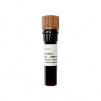 Ultra GelRed Nucleic Acid Stai