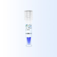 50bp DNA Ladder