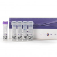 CUT&Tag-IT® Spike-In Control,