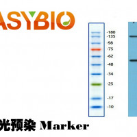 彩色预染可曝光标准分子量蛋白Marker10-180