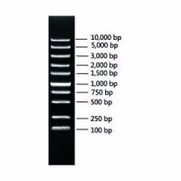 Super DNA Marker
