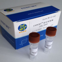 Benzonase核酸酶