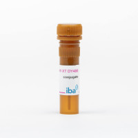 Strep-Tactin®XT DY-488 conjuga