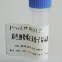 彩色预染蛋白Marker（10-170KD）