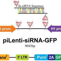 MIER3-set siRNA/shRNA/RNAi Len