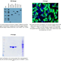4C5，Anti-DDK monoclonal antibo