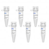 ATGScript® 1st Strand cDNA Syn